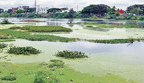 கழிவுகள் சங்கமமாகும் கோவை குளங்கள்: காப்பாற்றுவது யார்? - ஓர் அலசல்