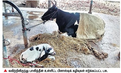 கால்நடைகளுக்கு எமனாகும் பாலித்தீன் பைகள்: பொதுமக்களின் அலட்சியத்தால் பாதிப்பு