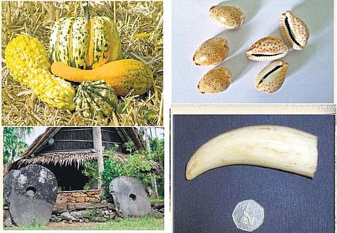 சுரைக்காய் பணம், கிளிஞ்சல் காசு!