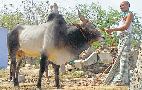 முன்னத்தி ஏர் 6: ஜெர்சி பசுக்கள் நமக்கெதற்கு?