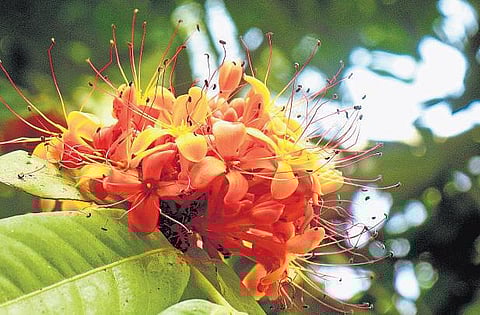 கிழக்கில் விரியும் கிளைகள் 6: மன்மதன் அம்பில் இடம்பிடித்த ரகசியம்