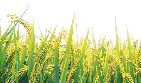 முன்னத்தி ஏர் 7: தமிழ் தந்த சொத்து ‘அரிசி