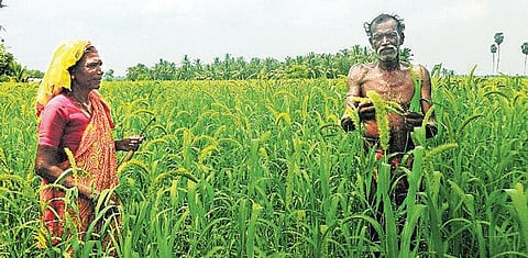 ஊரெங்கும் தினை சாகுபடி: வியக்க வைக்கும் விநாயகம்பட்டு விவசாயிகள்