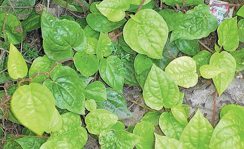 வாசகர் பக்கம்: ஆரோக்கியத்துக்குச் செடி வளர்ப்போம்