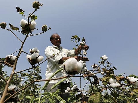பருத்தி உற்பத்தியில் இந்தியா முதலிடம் பிடிக்க வாய்ப்பு