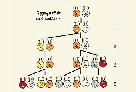 முயல் கணிதம்