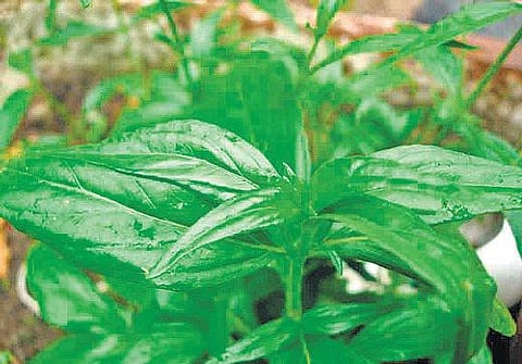 டெங்கு காய்ச்சலுக்கு நிலவேம்பு கசாயம் தயாரிக்கும் முறை: 3 மணி நேரத்தில் குடித்துவிட வேண்டும் - அரசு சித்தா டாக்டர் விளக்கம்