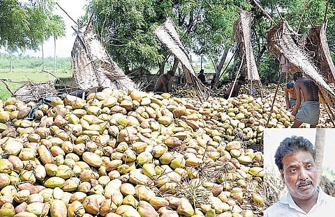 தீபாவளி வியாபாரம் முடிந்ததால்: விற்பனைக்காக வெளிமாநிலம் செல்லும் சோழவந்தான் தேங்காய்கள்