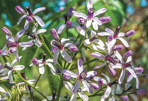 மரபு மருத்துவம்: டெங்கு அச்சம் போக்கும் சித்த மருத்துவம்