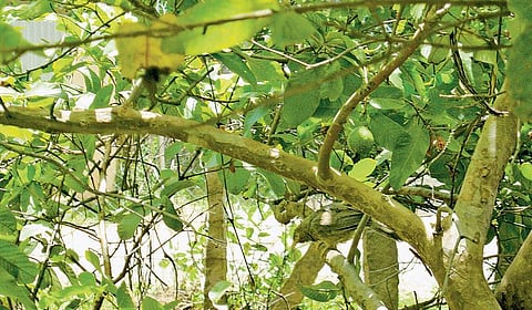 எனக்குப் பிடித்த வீடு: இயற்கையின் வரவேற்பறை