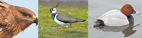 8 இந்தியப் பறவைகளுக்கு ஆபத்து