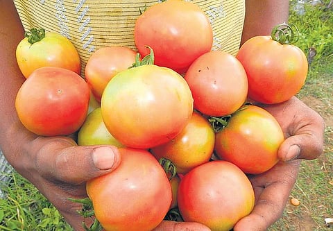 தக்காளி புராணம்!