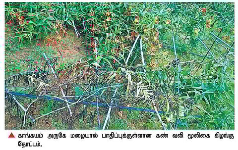 காங்கயம் அருகே கண் வலி மூலிகைக் கிழங்கு சாகுபடி பாதிப்பு: கவலையில் விவசாயிகள்
