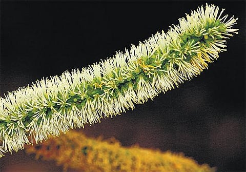 கிழக்கில் விரியும் கிளைகள் 10: காணாமல் போகும் வியப்பு