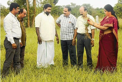 இயற்கை சீற்றங்களை தாங்கி வளரும் வெட்டிவேரை கடலோர மாவட்டங்களில் பயிரிட அரசு ஊக்குவிப்பு: மருத்துவ, நறுமண ஆலைகளில் மணமூட்டியாக பயன்படுகிறது