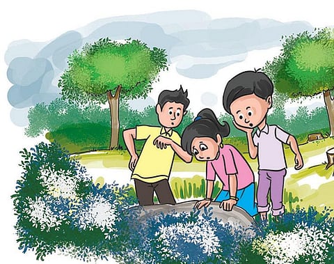 பசுமைப் பள்ளி 11: பலகைக் காடு