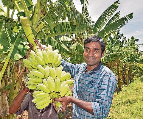 இனிமே நான் விவசாயி!- உதவி இயக்குநர் - இன்று இயற்கை விவசாயி!
