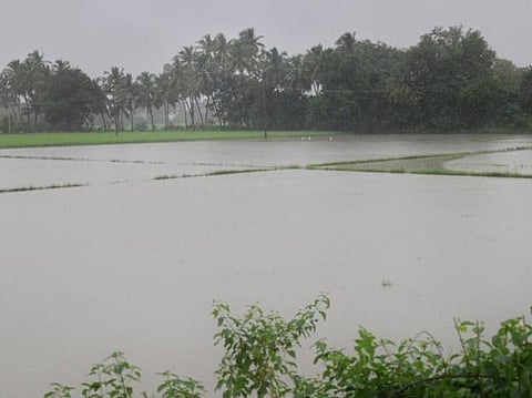 புதுச்சேரி: 8,900 ஹெக்டேர் நெற்பயிர் வயல்கள் சேதம்