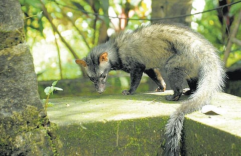 தென்னை சாகுபடியாளர்களின் இரவு விருந்தினன்