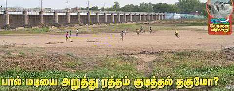 பால் மடியை அறுத்து ரத்தம் குடித்தல் தகுமோ?