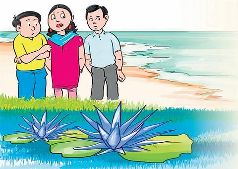 பசுமைப் பள்ளி 13: கழிவுக் கடல்