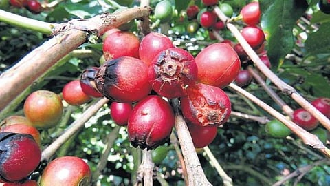 கொடைக்கானல் மலைப் பகுதியில் காபி, மிளகு விளைச்சல் பாதிப்பு