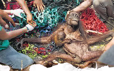 பருவ நிலை மாற்றம் சிறப்புக் கட்டுரை: ஊழித் தீயின் முதல் பொறி?