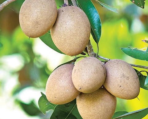 புத்துணர்வு தரும் சப்போட்டா