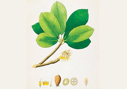 கிழக்கில் விரியும் கிளைகள் 12: அணையப் போகும் ஜோதி