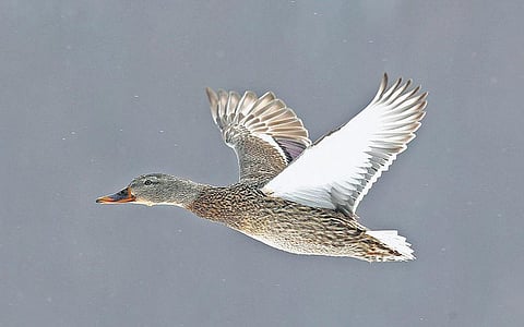 கவிதை மீதொரு உரையாடல்: பிச்சமூர்த்தி காட்டும் உள்ளொளி