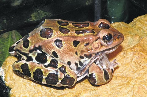 தவளை மொழியைக் கேட்டிருக்கிறீர்களா?