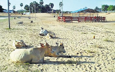 கால்நடை உலவும் இடமாக மாறிய கலாம் நினைவிடம்