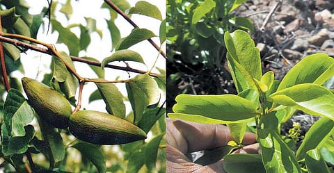 கிழக்கில் விரியும் கிளைகள் 13: மாகாளிக் கிழங்கும் மணக்கும் ஊறுகாயும்