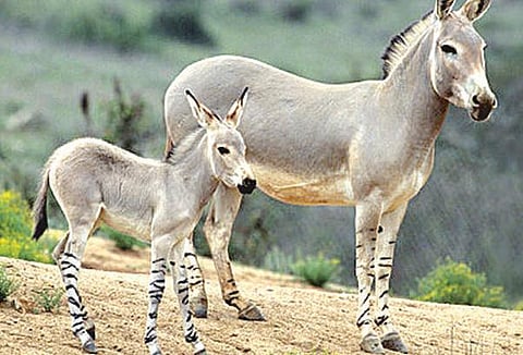 அது என்ன வரிக்கழுதை?