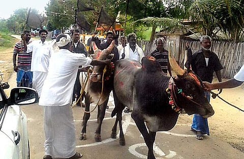 ஜல்லிக்கட்டுக்கு மீண்டும் தடை: மத்திய, மாநில அரசுகளுக்கு உச்ச நீதிமன்றம் நோட்டீஸ்