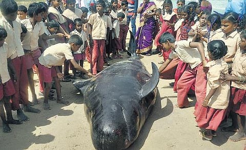 திமிங்கலங்கள் கரை ஒதுங்கியது ஏன்?- விஞ்ஞானிகள், ஆராய்ச்சியாளர்கள் விளக்கம்