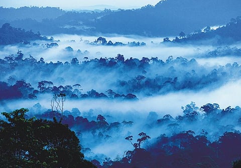 ஓர் அடவியின் அந்திமக் காலம்? - உலகின் அடர்ந்த காட்டுக்குள் ஒரு கேமரா