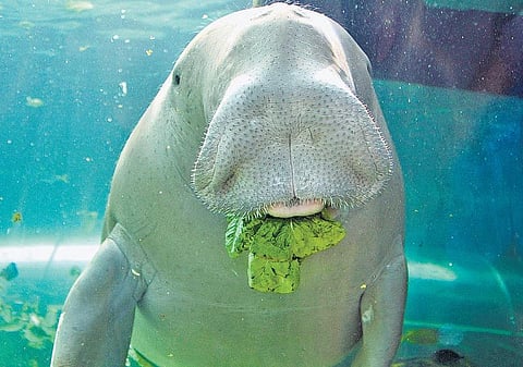 டியூகாங் தெரியுமா?