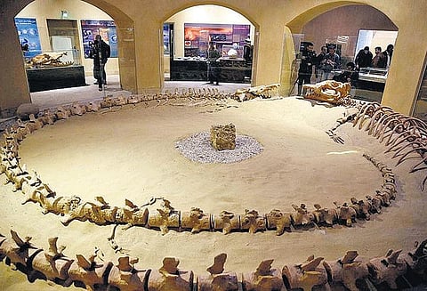 நடந்து சென்ற திமிங்கலங்கள்!