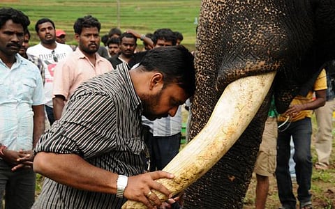 கும்கி 2-ம் பாகம் இயக்க பிரபுசாலமன் திட்டம்