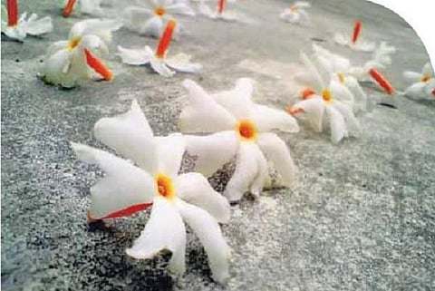 கிழக்கில் விரியும் கிளைகள் 17: தேவலோக பவளமல்லி