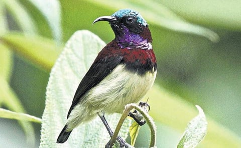 15 நிமிடங்களுக்கு பறவைகளைப் பாருங்கள்!