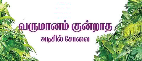 முன்னத்தி ஏர் 19: வருமானம் குன்றாத அடிசில் சோலை