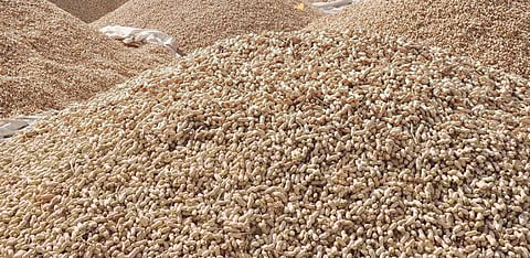 எண்ணெய் வித்துகள் உற்பத்தியில் தமிழகம் முதலிடம்: 22,486 கோடி பயிர்க்கடன், தினமும் 2 லட்சத்து 60 ஆயிரம் லிட்டர் பால் உற்பத்தி