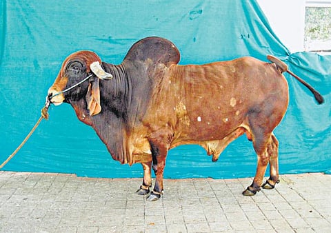 கிர் மாடுகளின் அழிவு சொல்வது என்ன?