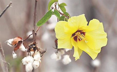 பறிபோகும் பருத்திச் செடியும் பாரதக் கொடியும்