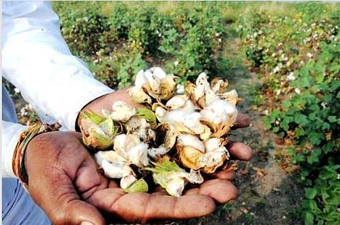 பி.டி. பருத்தி விதைகள் விலையைக் குறைக்க வலியுறுத்தினால்...- மான்சான்ட்டோ அச்சுறுத்தல்