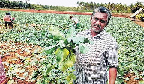 முதலீடு குறைந்த நூல்கோல் சாகுபடி ஆண்டு முழுவதும் வருமானம்