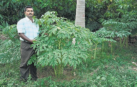 முன்னத்தி ஏர் 21: புதுக்கோட்டை ஆப்பிளும் புதுமையான உரமும்