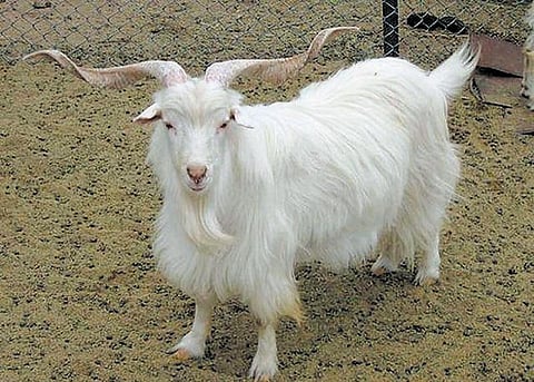 இந்தியாவின் குளோனிங் ஆடு!